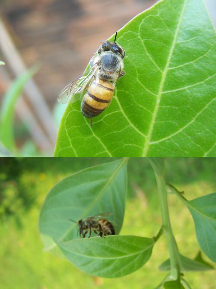 FIGURE 1 FIGURE 1